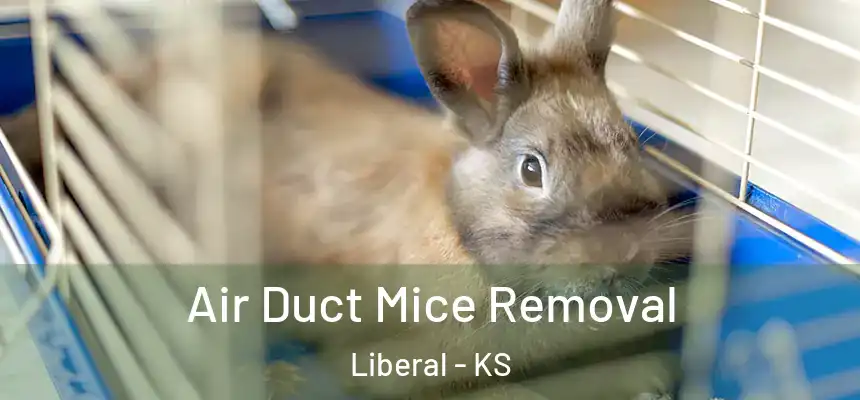  Air Duct Mice Removal Liberal - KS